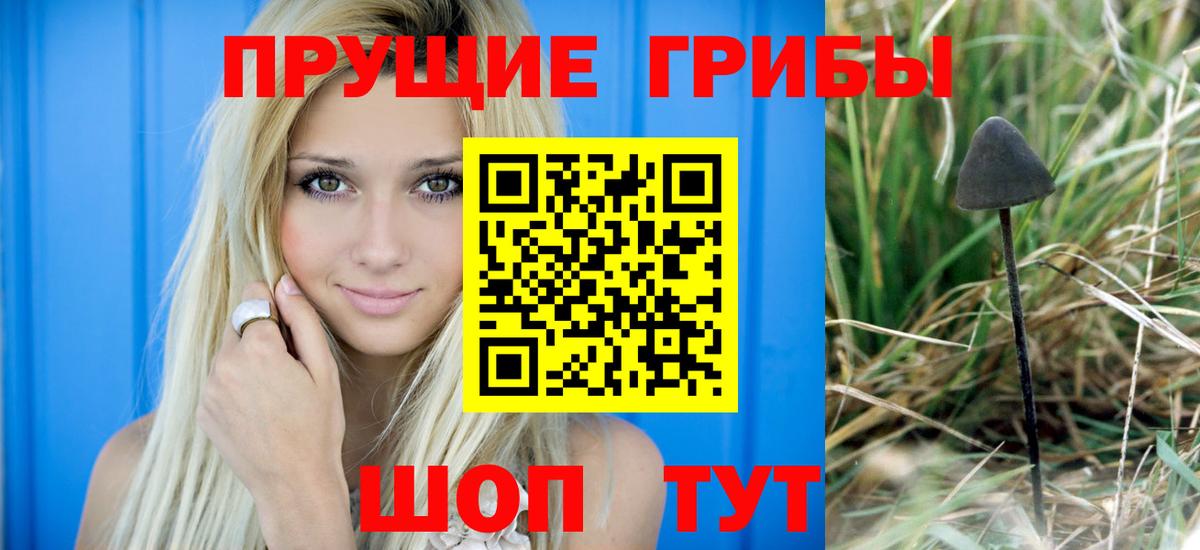 Псилоцибиновые грибы Psilocybe Красноуфимск